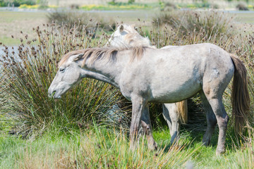 Two white horses eating grass in the swamps, in Camargue, France