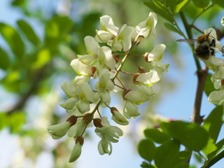 acacia tree flowers blooming in the spring on the branches