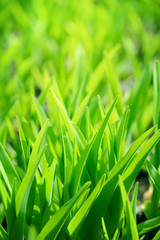 Green grass background with sunlight