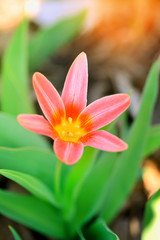 Yellow and red flower of wild tulip