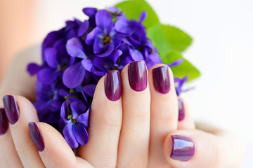 Hands of a woman with dark purple manicure on nails and bouquet of violets on a white background