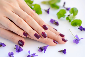 Hands of a woman with dark purple manicure on nails and flowers violets on a white background
