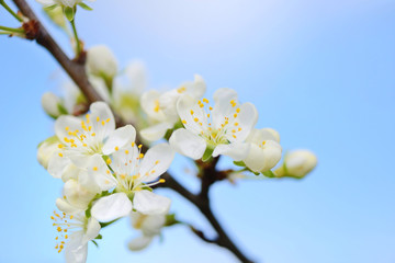 Flowers bloom on a branch of plum against blue sky