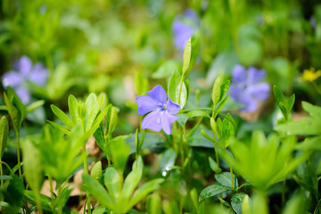 Periwinkle Vinca blue spring flowers in the forest