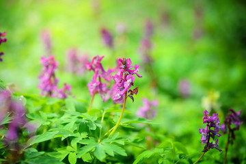 Hollowroot (in Latin: Corydalis cava) blooms in the forest