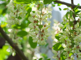 Fototapeta premium acacia tree flowers blooming in the spring on the branches