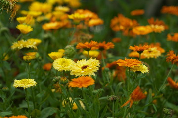 Marigold yellow, flower petals , calendula flower in garden