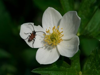 Macro photography of Insect is eating flower anemone, closeup scene