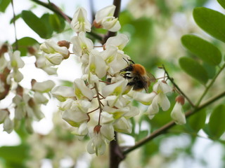 honey bee collects nectar on the white flower of acacia, bee pollinates the acacia flower, closeup