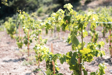 Vineyard 