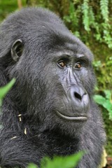 Endangered gorilla in the beauty of african jungle, silverback and family, Gorilla in uganda, rare african wildlife