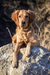 Fototapeta premium Junghund
