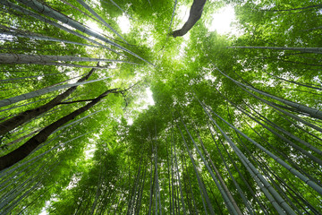 Green Bamboo Forest from low angle