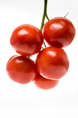 Branch of a tomato with green leaves on a white background. Isolated