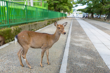 Obraz premium Wild deer in Nara city