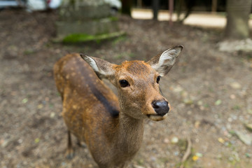 Cute deer