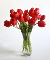 Bouquet of red tulips on white background