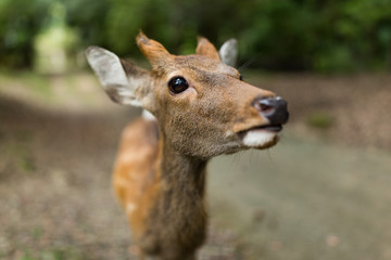 Deer close up