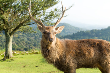 Male wild deer at the mountain