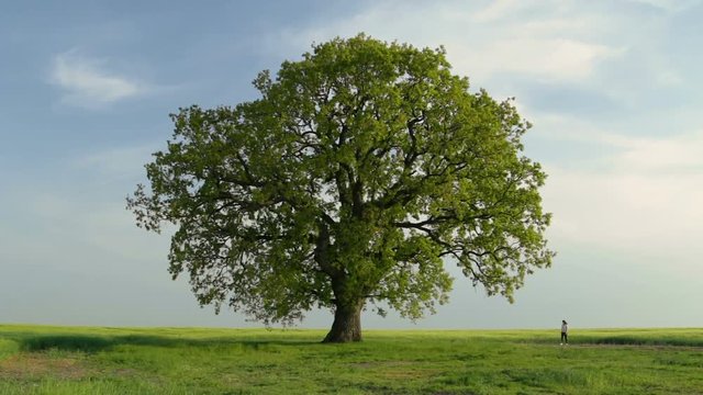Young woman walking on a field, towards an isolated, beautiful tree