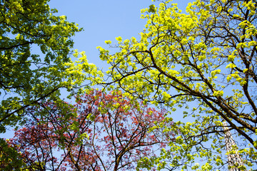 Baumkronen mit blauem Himmel