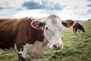 Close-up of a curious cow