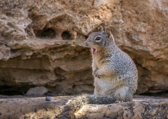 Squirrel looking surprised