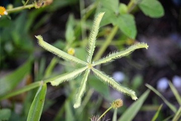 plant