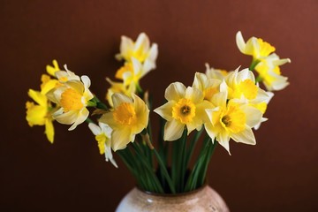 Naklejka na ściany i meble Yellow daffodil in ceramic vase on brown background.