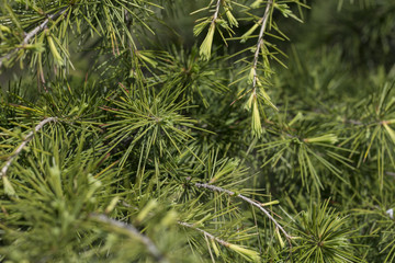 Cedrus deodara (Deodar Cedar, Himalayan Cedar) branches in spring