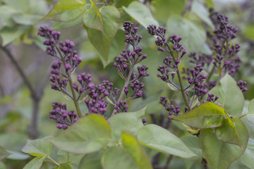 purple syringa in springtime before blossoming