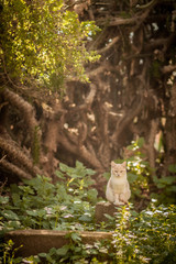 Lone white cat in the forest