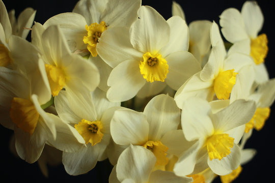 Close up bouquet of daffodils on black background