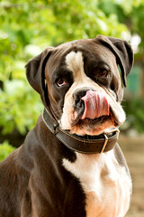 White and black boxer dog