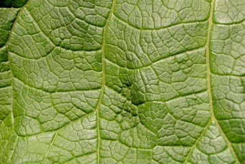 Fototapeta premium green leaf of burdock close-up