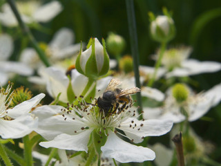 Bee pollinating a BlackBerry flower in summer garden, closeup dewberry