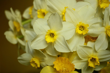 Fototapeta na wymiar Bouquet of yellow narcissus