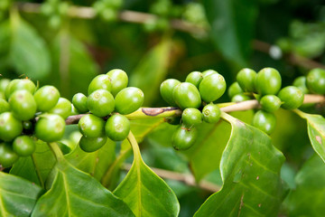  Unripe coffee beans on the branch