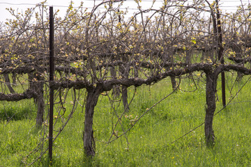 Blooming  vineyards