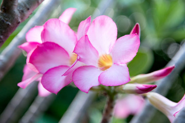 Naklejka premium Impala Lily flower