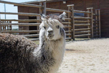 Alpaca in the city zoo