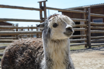 Alpaca in the city zoo