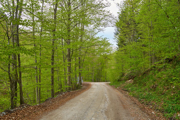Narrow gravel road in the forest
