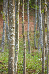 Forest of hornbeam trees in the spring