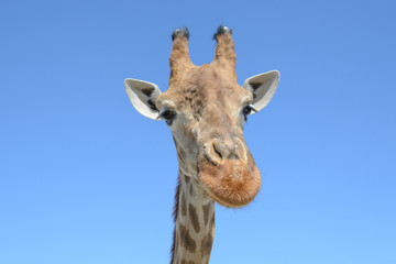 Giraffe in the city zoo