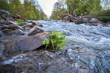 Grass in a idyllic river with stones and trees in the background.