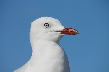 Silver Gull 
