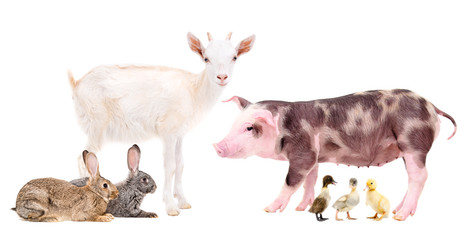 Group of farm animals isolated on white background