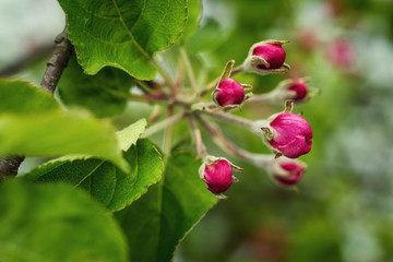Blooming apple tree in spring time.apple blossom,apple blossoms in spring,Blossoming apple-tree in garden,Blossoming apple orchard in spring,Blossom close up
