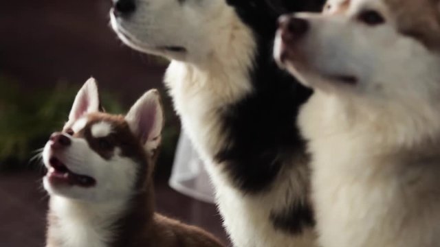 woman feeding food to dogs
